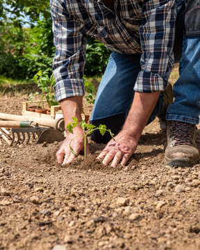 Close up of farmer's hands planting tomato seedling in soil in organic field. Garden work in spring. Traditional agriculture.