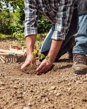 Close up of farmer's hands planting tomato seedling in soil in organic field. Garden work in spring. Traditional agriculture.