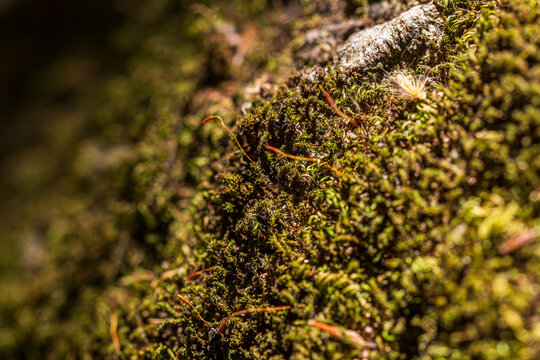 Close-up of moss in a tropical rainforest