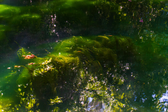 Floating lake algae glowing in natural light