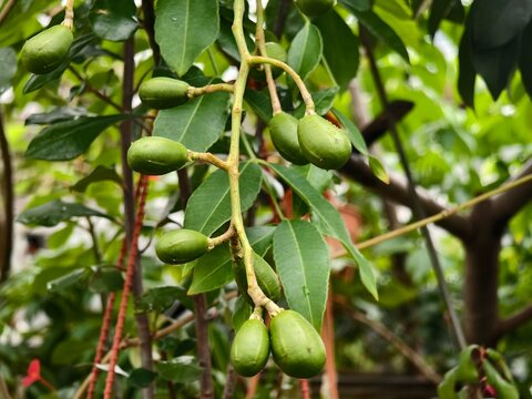A bunch of young green kedondong fruits on a tree branch with sharp details of the vibrant leaves.