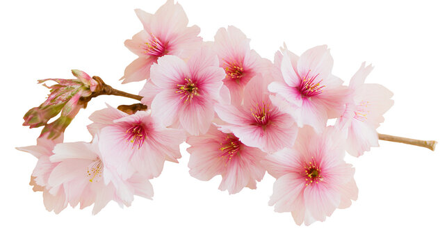 Pink cherry blossom branch with delicate petals and dark centers