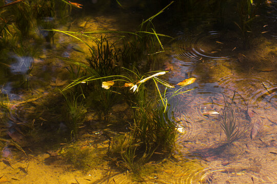 Floating lake algae glowing in natural light