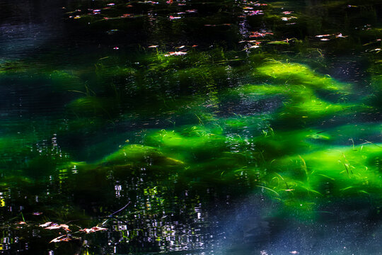 Floating lake algae glowing in natural light