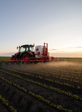 Tractor spraying soybean field at sunset