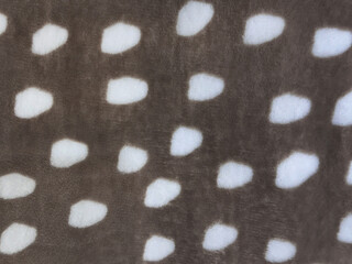 Close up of plush, soft fabric featuring an organic polka dot pattern of irregular white spots scattered over a warm greyish-brown plush surface. © TMR Studio