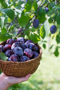 Plums harvest