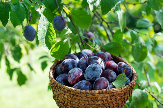 Plums harvest