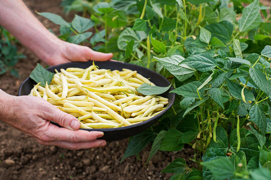 String beans