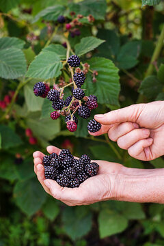 Blackberries picking