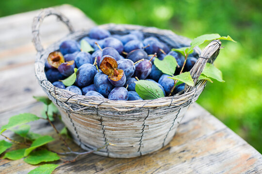 Plums harvest