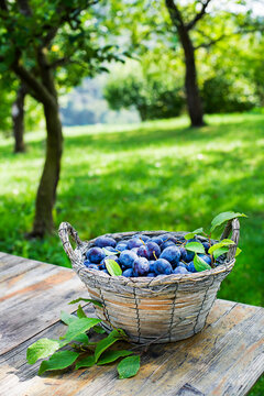 Plums harvest