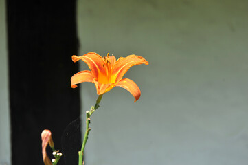 blühende Lilien an einem Fachwerkhaus © Elke Hötzel