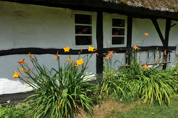 blühende Lilien an einem Fachwerkhaus © Elke Hötzel
