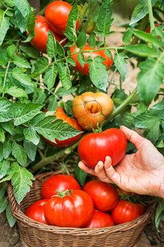 Tomato harvest