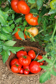 Tomato harvest