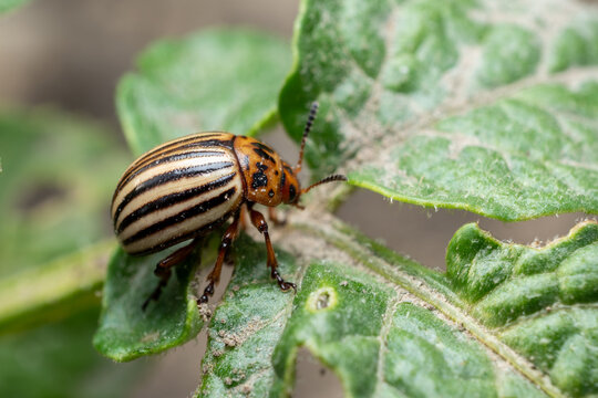 colorado potato beetle on potato leaf