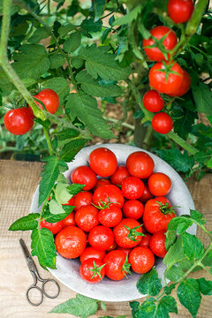Cherry tomato harvest