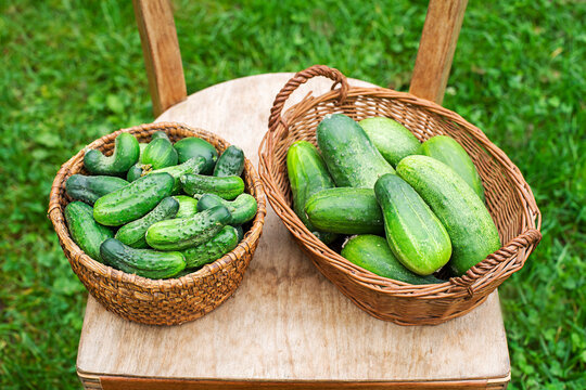 Cucumber harvest