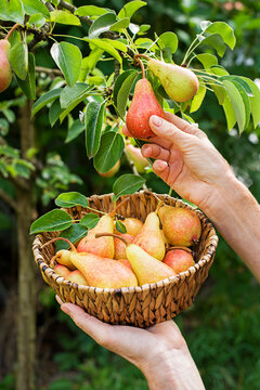 Pears harvest