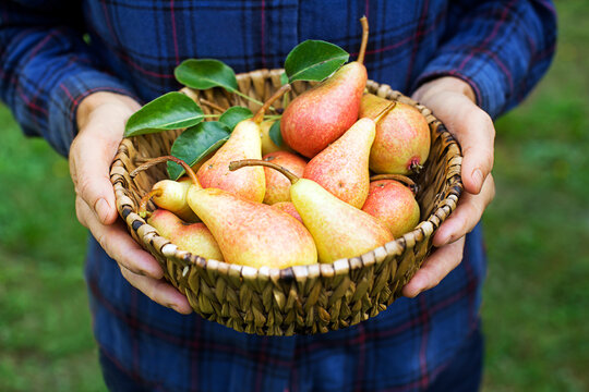 Peaches harvest