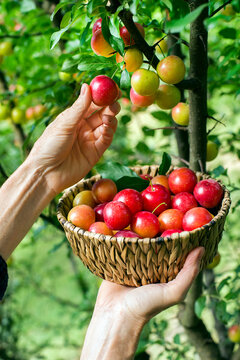 Plums greengage harvest