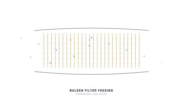 Baleen Whale Filter Feeding Animation &mdash; Marine Mammal Krill Filtration Biology Loop