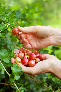 Gooseberry
