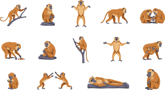 Set of cute baboon monkey characters in various poses and activities for wildlife education and animal design projects