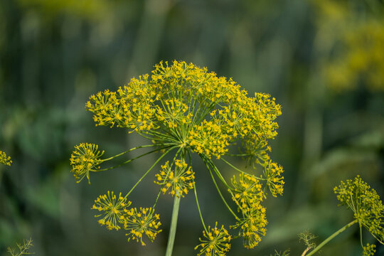 Close Up of Blooming Dill Flower Head