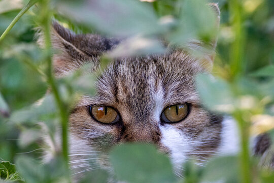 Curious Tabby Cat Hiding Among Green Leaves