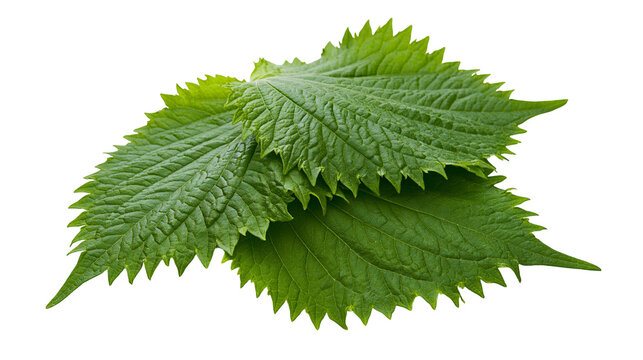 Green Perilla leaves with serrated edges and prominent veins