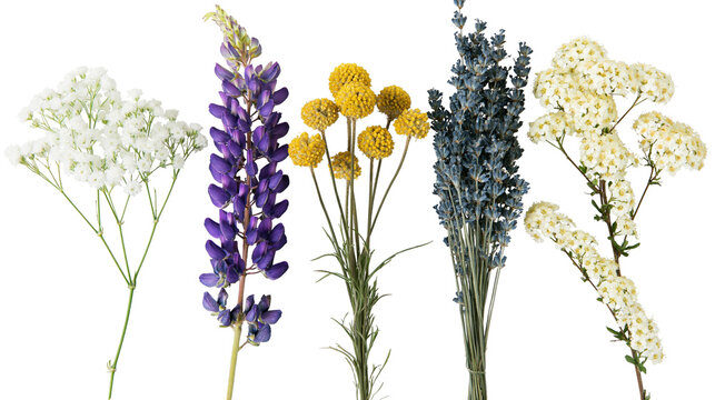 Purple lupine yellow craspedia blue lavender, and white spirea flowers