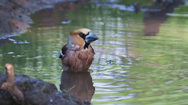 Hawfinch (Coccothraustes coccothraustes) bathing in a forest stream with natural birdsong ambience
