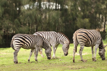 Obraz premium Three Plains Zebras Grazing on Green Grass in Open Field