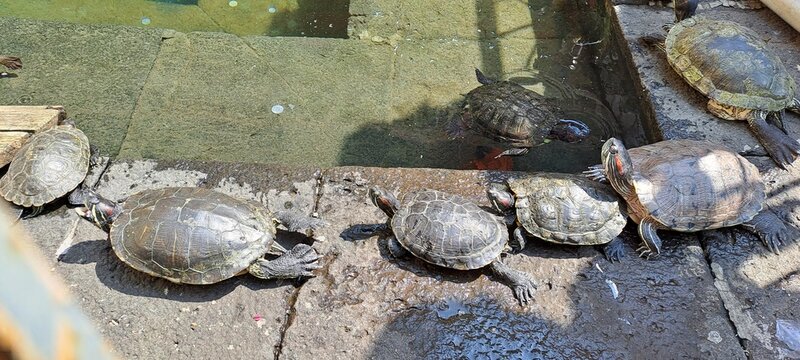 turtles on the stone
