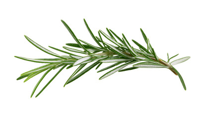 Fresh green rosemary sprig with needle-like leaves © Isolde