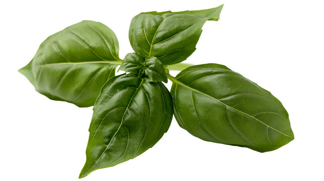 Fresh green basil leaves sprig