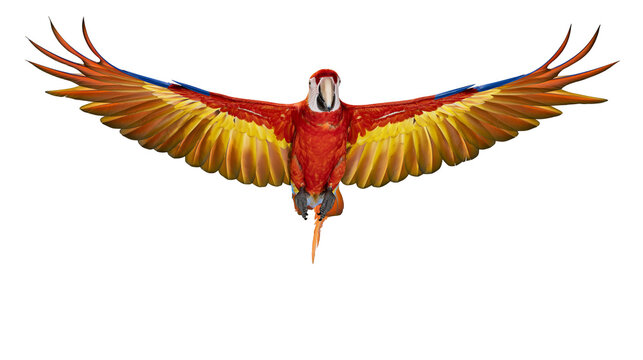 Scarlet Macaw parrot with wings spread wide