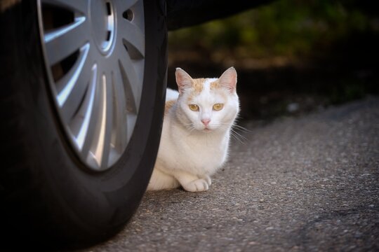 Shy street cat hiding behind a parked car at the roadside. Horizontal image.