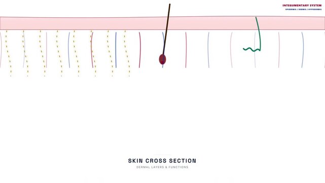 Human Skin Cross Section Animation &mdash; Epidermis Dermis Layer Anatomy Education Loop