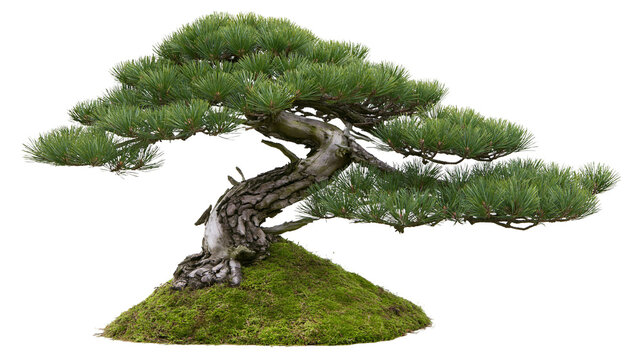 Mature pine bonsai tree with gnarled trunk and lush green needles