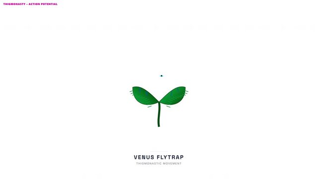Venus Flytrap Snap Trap Animation &mdash; Carnivorous Plant Action Potential Botany Loop