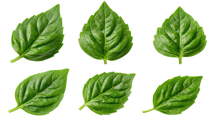 Six fresh green basil leaves arranged in two rows © Isolde