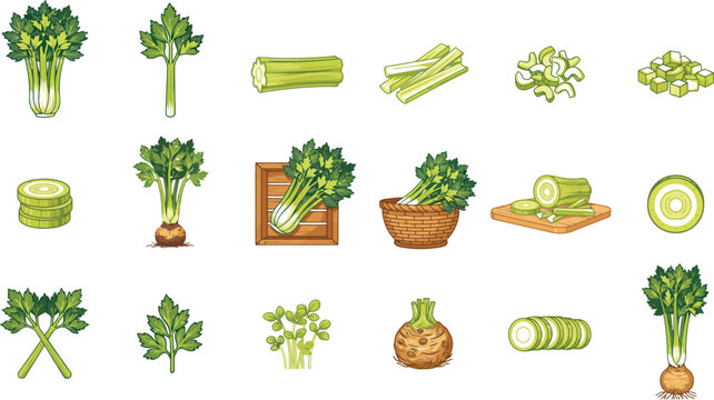 Set of hand drawn celery vegetable icons featuring fresh stalks, chopped slices, and organic roots in flat style