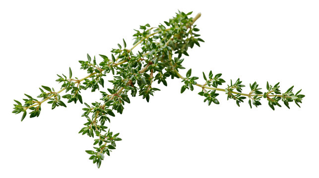 Fresh thyme sprigs with small green leaves on white