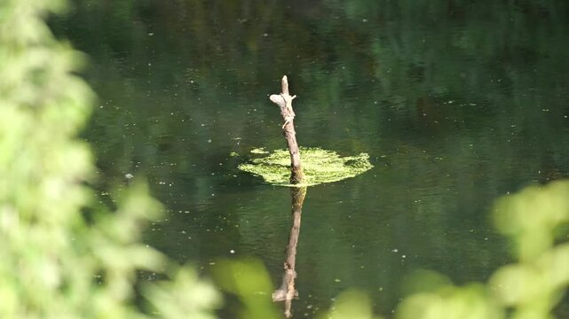 Dead tree branch standing in calm canal water surrounded by floating duckweed with beautiful reflections in a quiet natural environment.