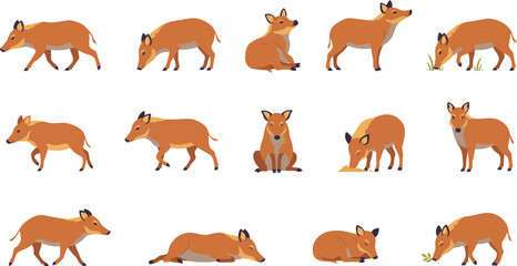 Obraz premium Set of wild peccary animal illustrations in various poses including walking sitting and sleeping flat vector art