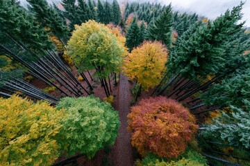 Fototapeta premium Aerial drone view of a forest path winding through colorful autumn trees for landscape background and wallpaper design