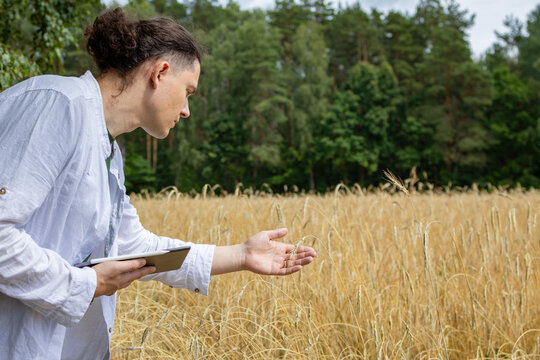 Farmer bending over golden wheat field examining crop ears by hand near forest. Close inspection concept representing hands-on quality control before harvest.